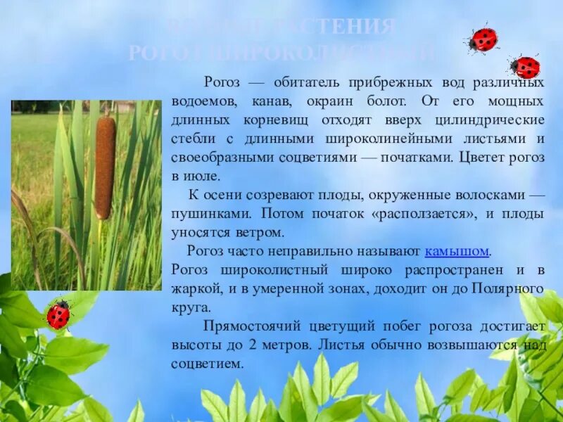 Описание рогоза. Рогоз рассказ. Рогоз широколистный и камыш. Рогоз широколистный. Доклад про камыш.