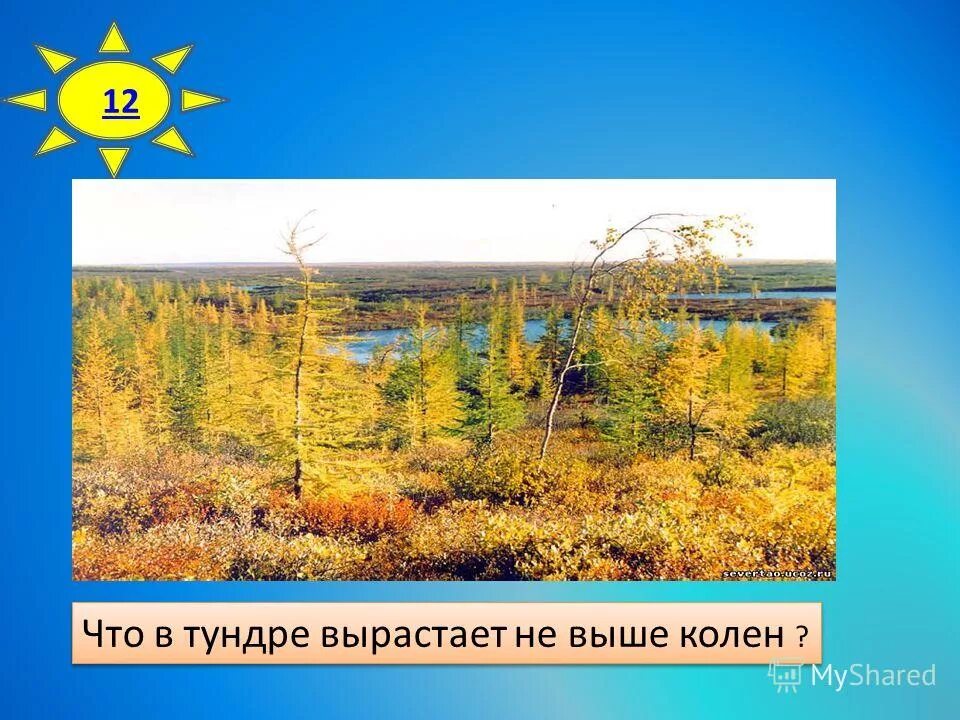 растительность тундровой зоны. морошка (rubus chamaemorus). пушица альпийская. морошка ягода на болоте. что выращивают в тундре.