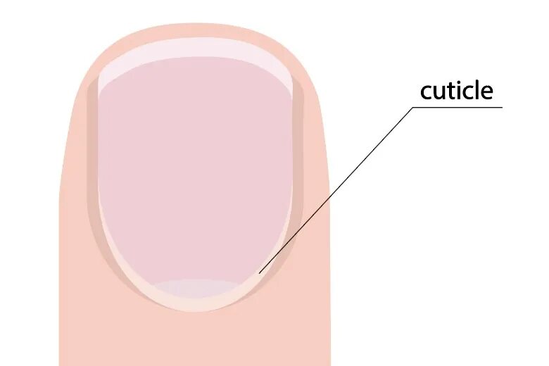 Белый полукруг у основания ногтя что это. Строение кутикулы ногтя. Ногтевое ложе.