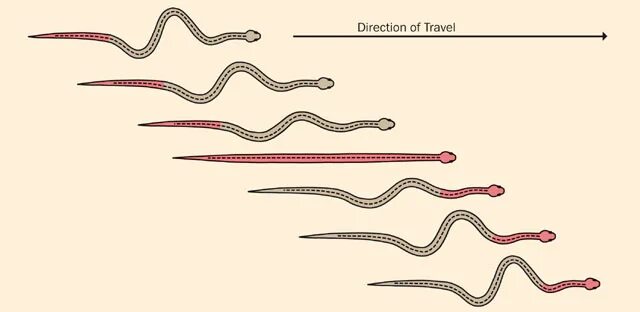 Скорость движения змеи. Анатомия змеи. Строение змей. Змея внутреннее строение. Строение змеи схема.