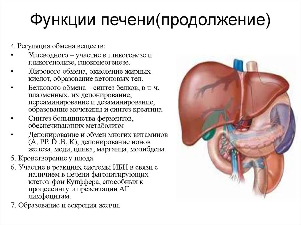 Роль печени состоит в том что. Печень анатомия человека строение и функции. Нарушение регуляторной функции печени. Нарушение секреторной функции печени. Печень человека анатомия строение и функции печени.