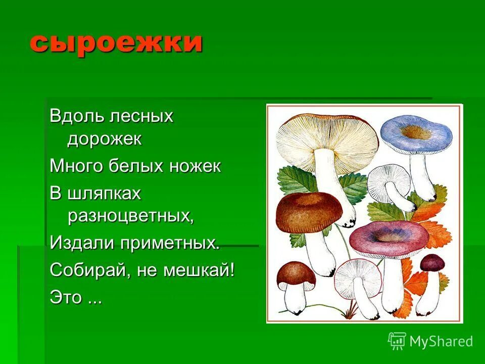у этого гриба разноцветные шляпки. шляпка гриба поганки. у этого гриба разноцветные шляпки. вдоль лесных дорожек много белых ножек. сыроежка гриб описание.