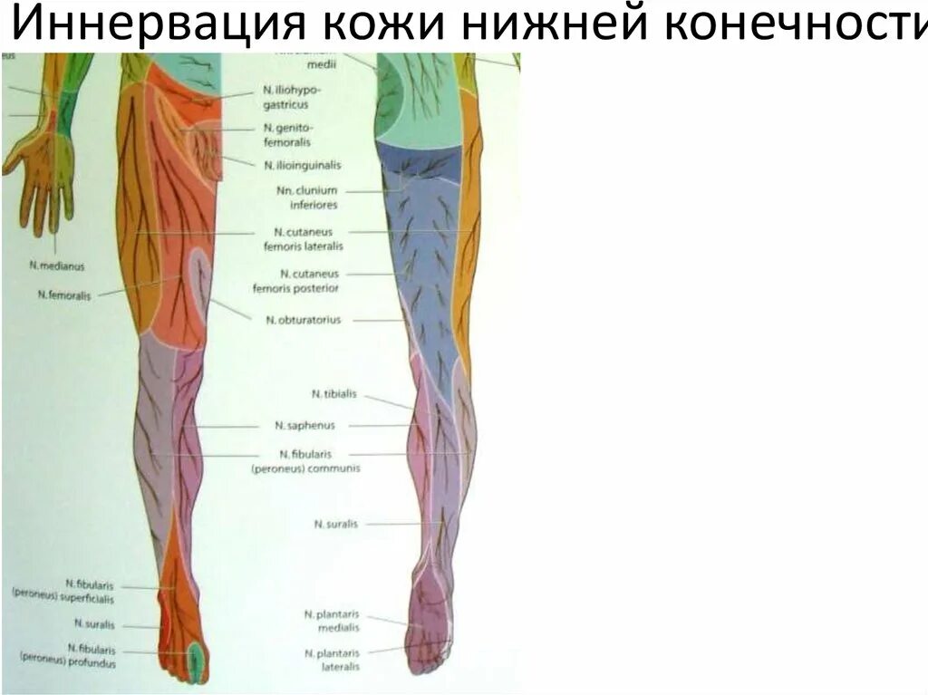 Области нижней конечности. Иннервация голени нервы. Иннервация кожи голени нервы. Иннервация мышц нижней конечности. Иннервация кожи голени анатомия.