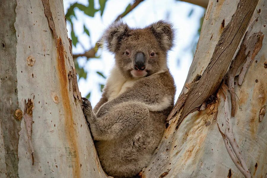 Сафари в Австралии. Австралия сафари парк. Австралия экскурсия сафари. Australia National Park Koala. Коала остров