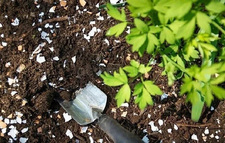 Скорлупа яиц как удобрение. Яичная скорлупа на городе. скорлупа для огорода. яичная скорлупа для огорода. растения в скорлупе.