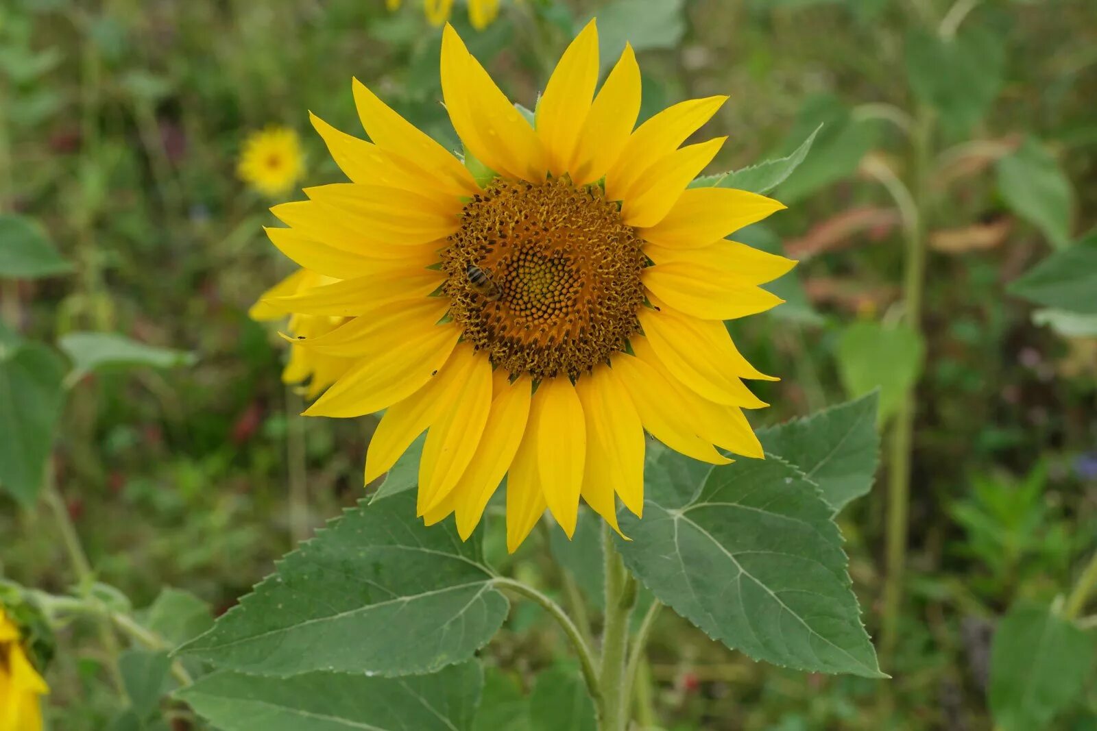 Helianthus annuus. Helianthus Suncatcher Pure Gold. Подсолнечник летний (Helianthus annuus) "Amalfi f1" (Golden Orange). Гелиантус Вайт. Подсолнух значение