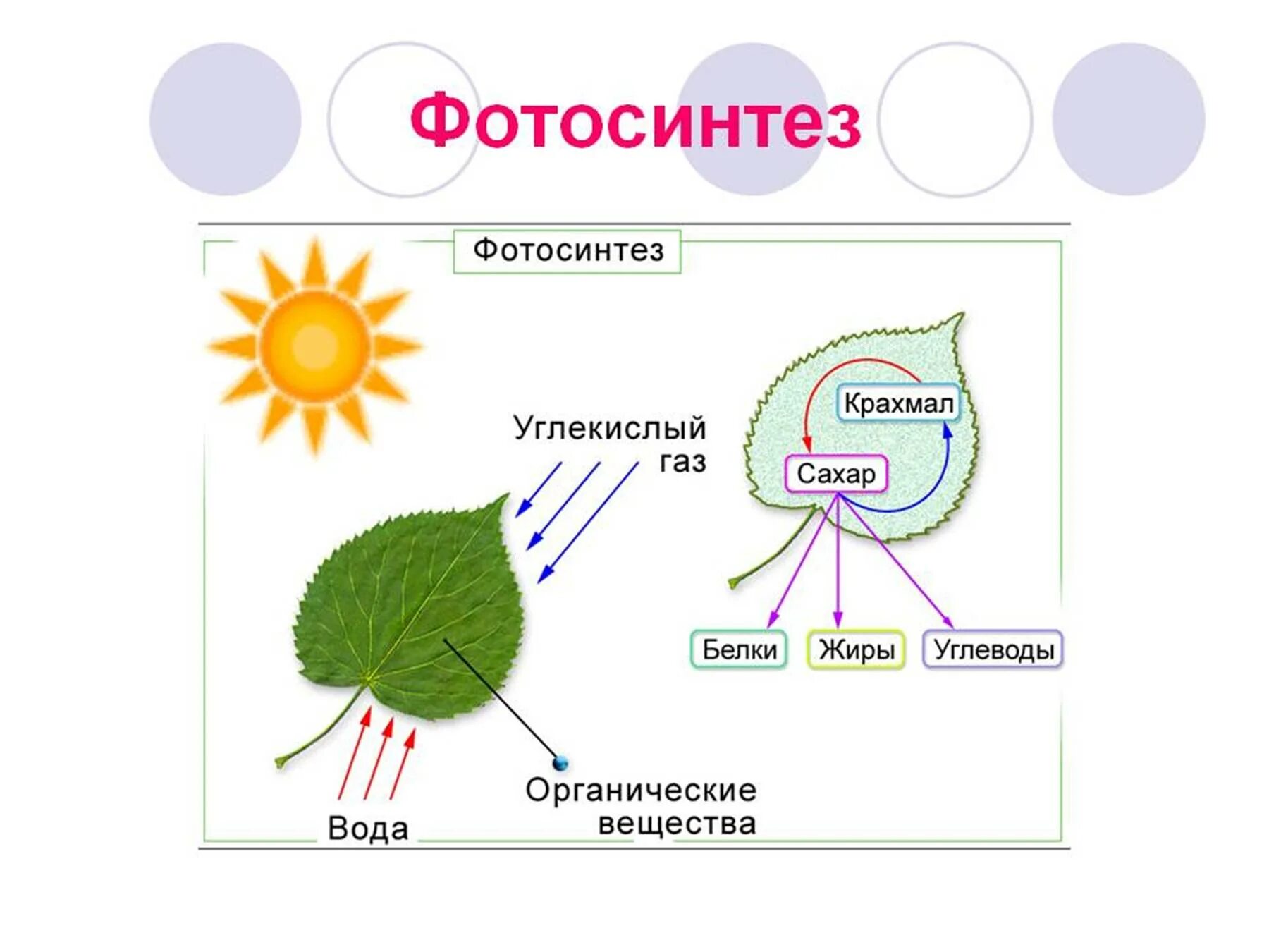 15 дыхание и обмен веществ у растений. Процесс фотосинтеза в биологии. Процесс фотосинтеза рисунок. Схема фотосинтеза у растений. Процесс фотосинтеза у растений схема.