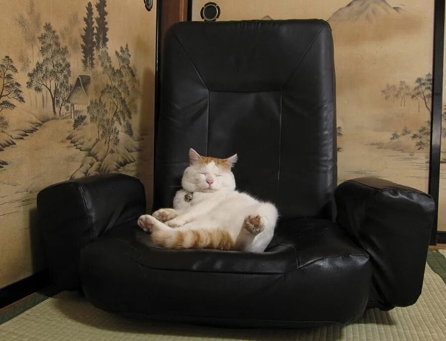 Кресло для кошки. Кот сидит на кресле. Котик в кресле. Кот на диване. Расслабленный кот
