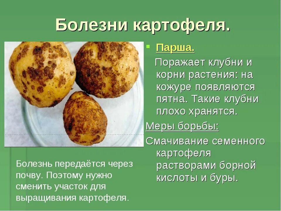 Обыкновенная парша картофеля возбудитель. Картофель болезни клубней парша. Обыкновенная парша картофеля препараты. Бурая пятнистость картофеля. Почему картошке можно