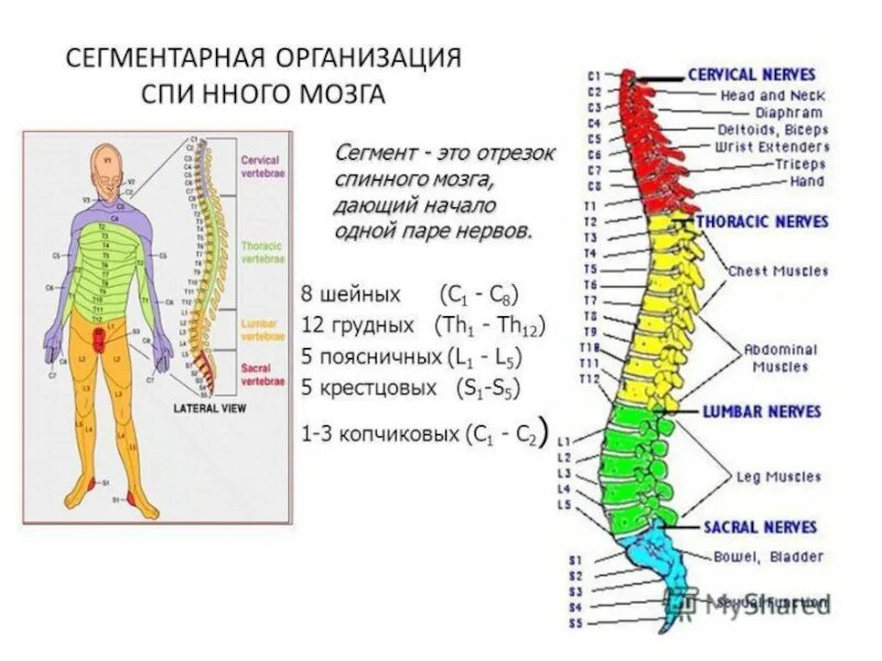 Поясничный отдел l1