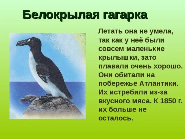 Сообщение о гагарке