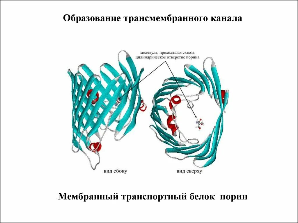 Транспортные белки порины. Строение порина. Трансмембранные белки. Порин функции. Белки порины у бактерий.