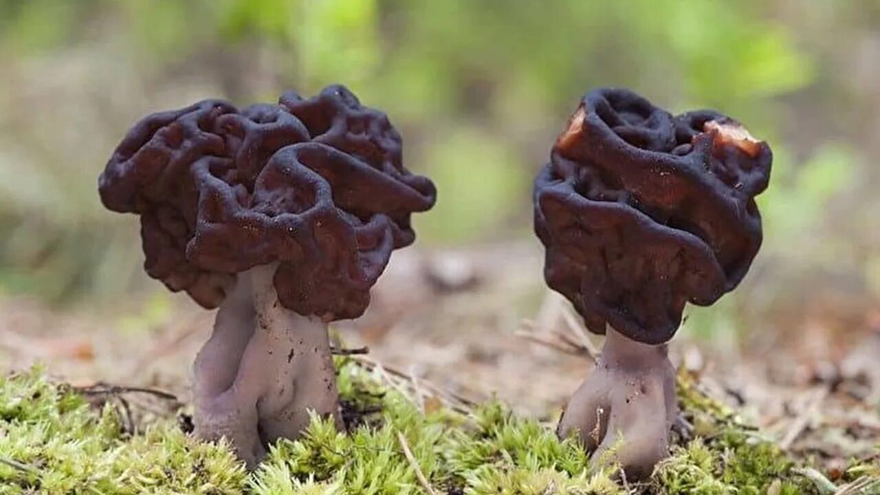 Какие грибы строчки. Гриб строчок обыкновенный. Обыкновенный строчок (Gyromitra esculenta). Гриб строчок и сморчок. Строчок обыкновенный ядовитый гриб.
