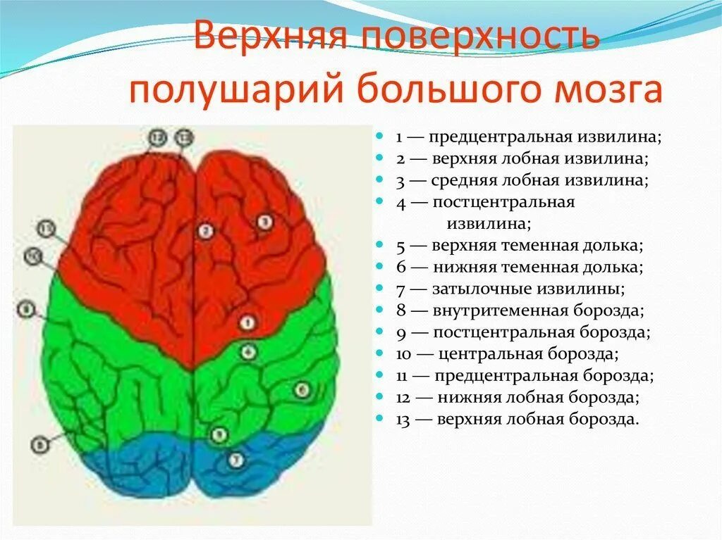 Большие полушария головного мозга. Борозды и извилины коры больших полушарий. Доли коры больших полушарий. Борозды и извилины лобной доли.