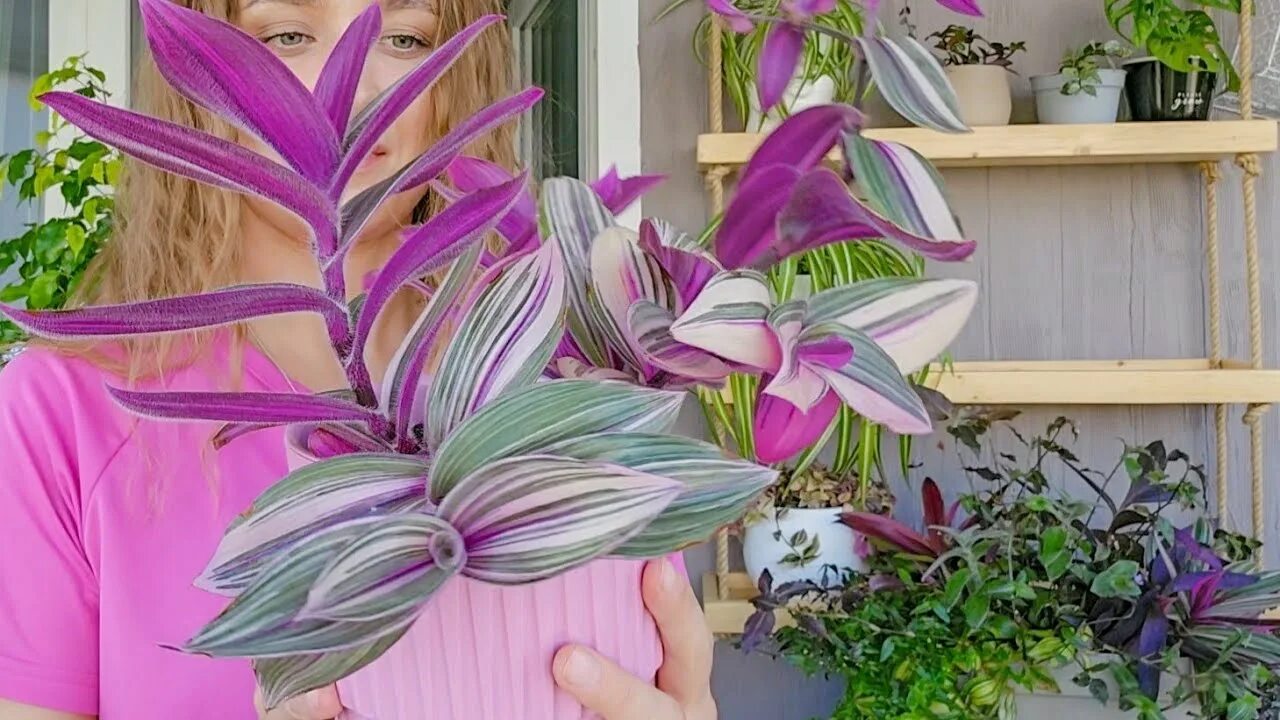 Pink furry традесканция. Традесканция fluminensis variegata. Традесканция зебрина пендула. Традесканция зебрина перпл. Pink furry традесканция.