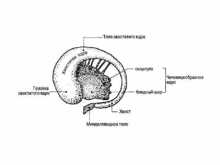Хвостатое ядро мозга. Строение базальных ядер. Базальные ядра головного мозга анатомия. Головка хвостатого ядра головного мозга. Схема базальных ядер головного мозга.