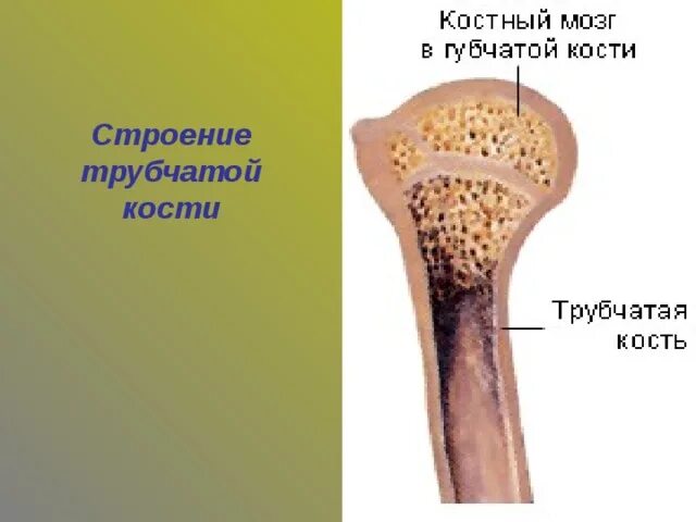 Строение трубчатой кости. Строение трубчатой и губчатой костей. Строение губчатых костей. Строение трубчатой кости животных.