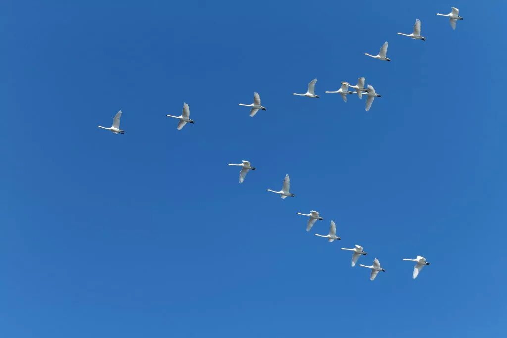 стая лебедей в полете. белые лебеди летят на юг. лебеди в небе. лебеди летят. лебеди летят.