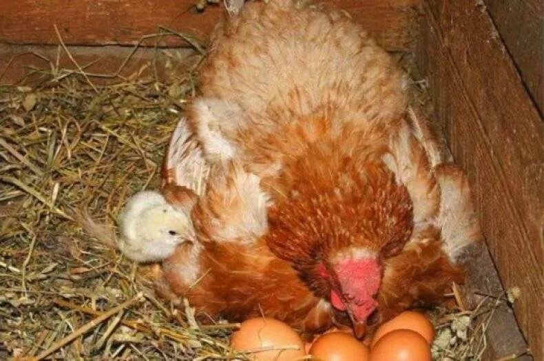 Сколько дней высиживают куры. Наседка курица высиживает яйца. Курица высиживает цыплят. Квочка на яйцах. Курица сидит на яйцах.