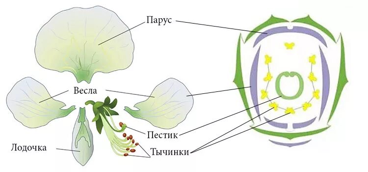 Паруса весел лодочки растения. Схема строения цветка мотыльковых. Диаграммы цветков семейства бобовые. Строение цветка бобовых схема. Формула и диаграмма цветка гороха посевного.