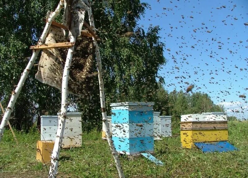 Две пчелы вылетели из ульев