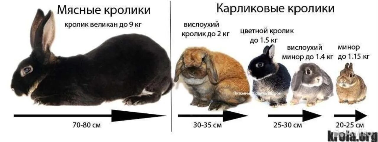 Кролик года жизни. Карликовый кролик Размеры взрослого. Карликовый кролик взрослый размер декоративный. Карликовый кролик до какого размера. Какого размера вырастают Карликовые кролики.