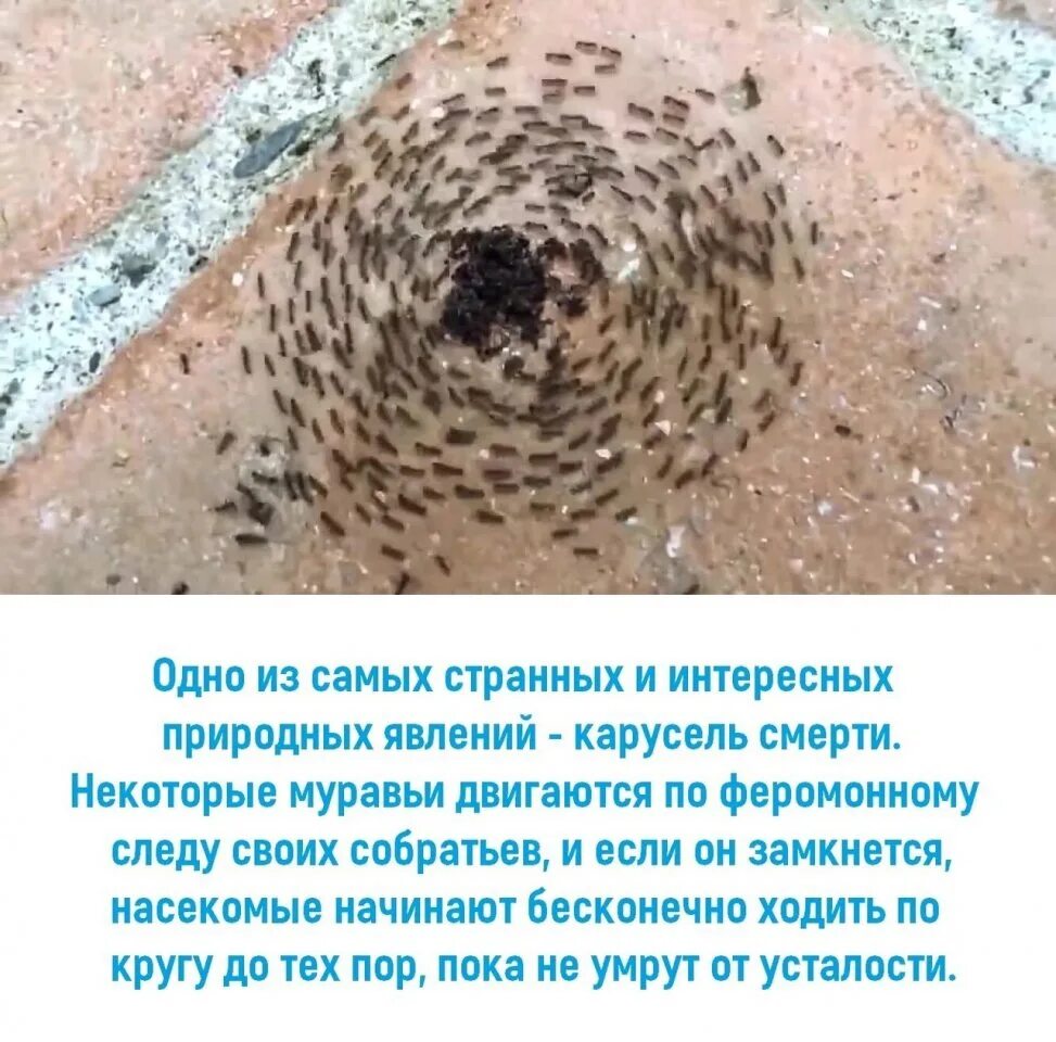 Пик на муравьиные бега. Муравей футаж. Муравьиные тропинки. Тропа муравьев. Насекомые много.