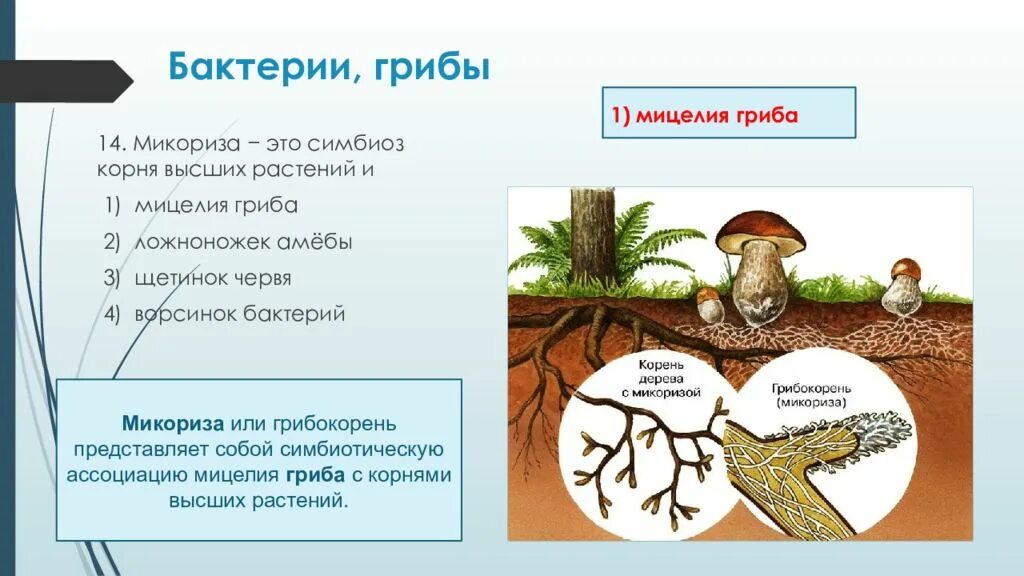 Корни грибов как называется. Микориза с грибами-симбионтами. Грибная микориза. Микориза и мицелий. Микориза грибокорень.