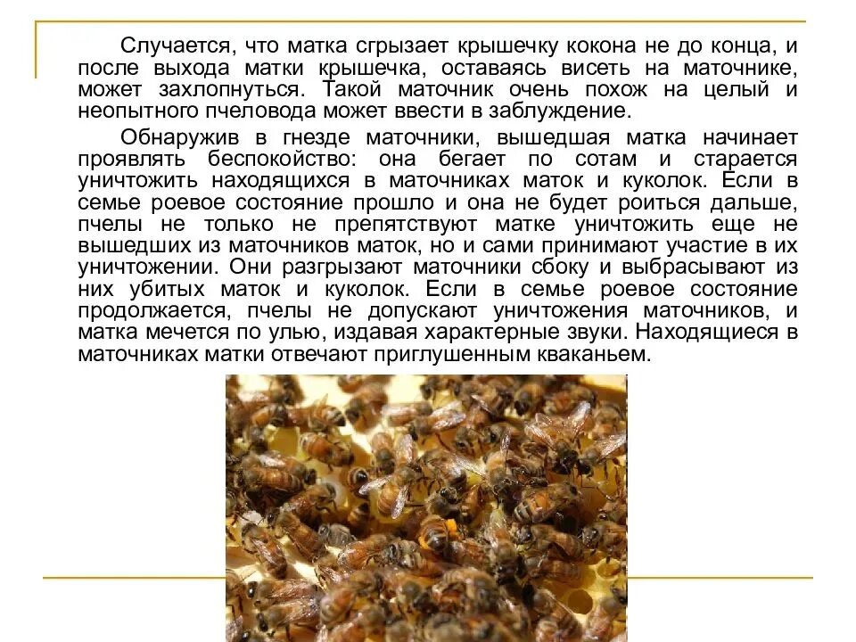 Маточник пчелиный разрушен сбоку. Маточник после выхода матки. Роевое состояние пчел. Методы предупреждение роение пчел.