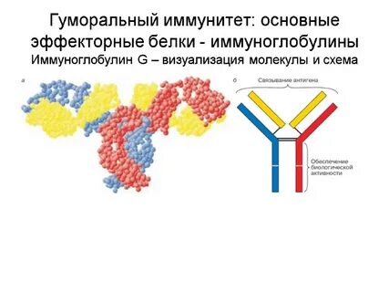 Белок иммуноглобулин 8