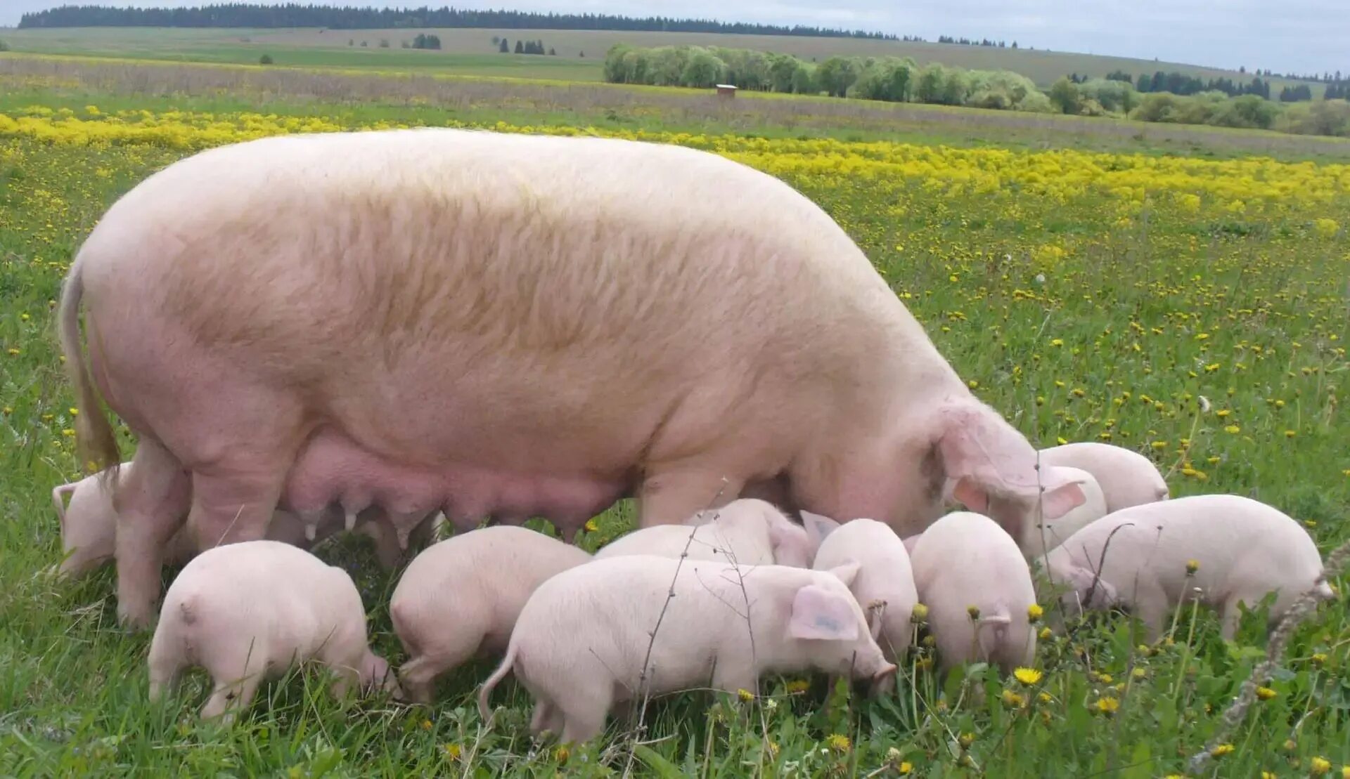 Ландрас (порода свиней). Датский ландрас. Уржумская порода свиней. Поросята ландрас дюрок большая белая. Степная свинья