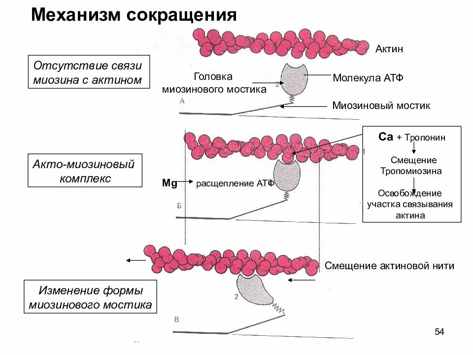 Актин и миозин механизм мышечного сокращения. Механизм мышечного сокращения тропонин. Механизм мышечного сокращения схема. Механизм действия актина и миозина. Сокращение актина и миозина