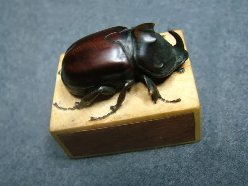 деревянный жук