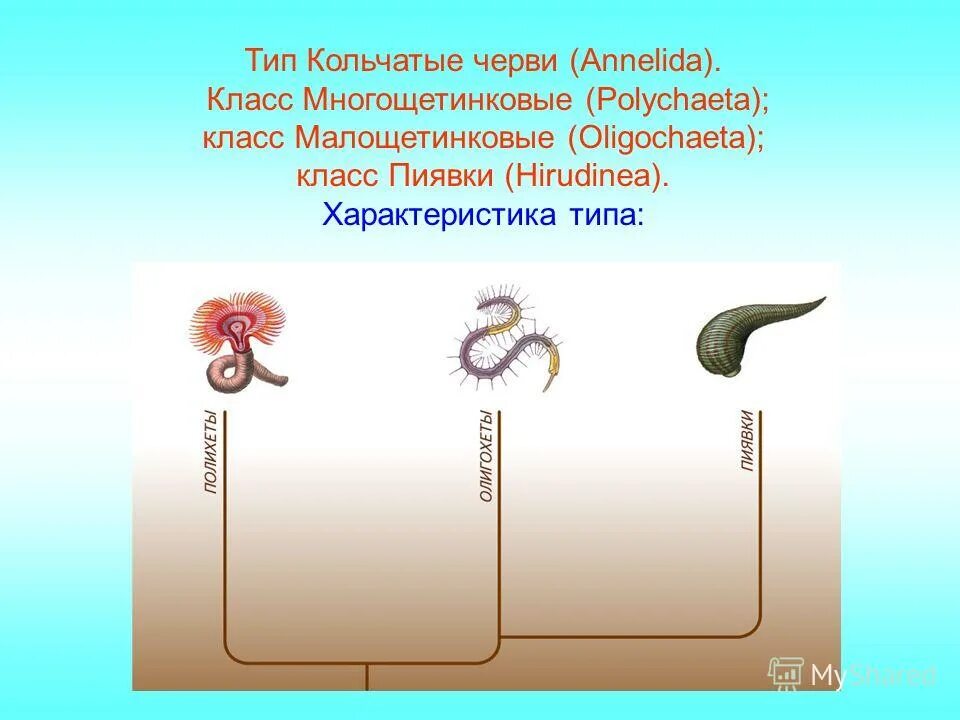 Дать характеристику кольчатым червям. Кольчатые черви. Тип кольчатые черви. Тип и класс червей. Тип кольчатые черви классы.