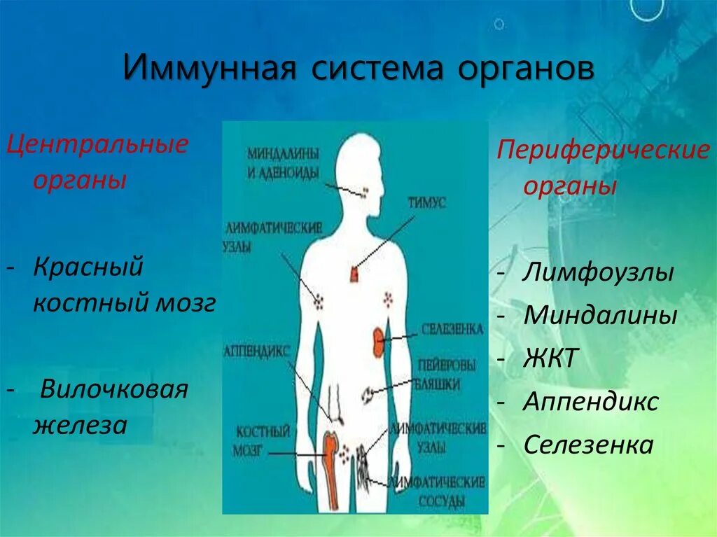 Органы иммунной реакции. Иммунитет центральные и периферические органы иммунной системы. Иммунная система Центральная и периферическая схема. 1. Строение и функции иммунной системы.. Иммунная система человека 10 класс.