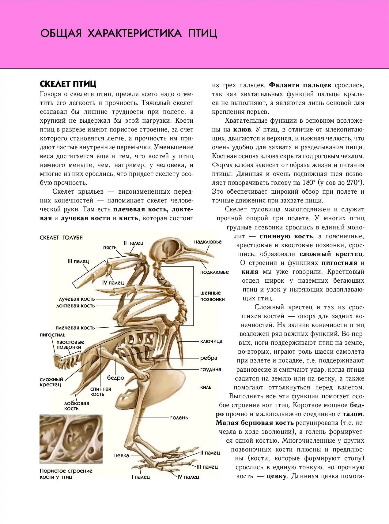 Функции отделов скелета птицы. Полная энциклопедия Эксмо птицы. Общая характеристика птиц. Общая характеристика скелета птицы. Характеристика костей птиц.