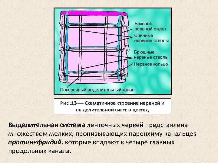 Выделительная система ленточных. Тип выделительной системы ленточных червей. Внутреннее строение ленточного червя. Выделительная система ленточных. Сколекс свиного цепня схема.