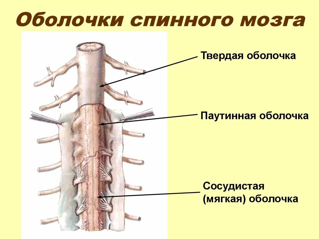 Мягкая оболочка спинного. Мягкая оболочка спинного мозга строение. Строение твердой оболочки спинного мозга. Мягкая и паутинная оболочка спинного мозга. Твердая паутинная и мягкая оболочка спинного мозга.