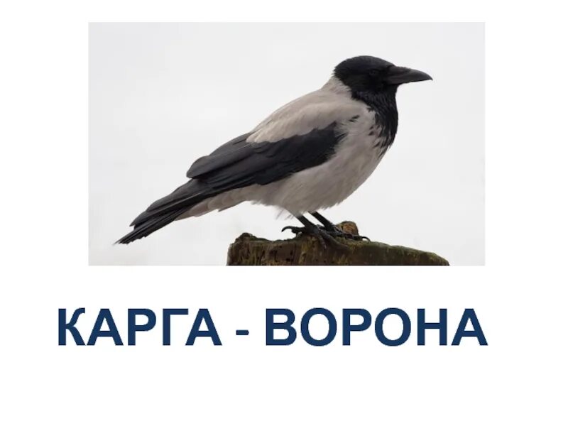 Карга это. Карга ворона. Карга значение слова. Обыкновенная карга. Карга птица на русском языке.