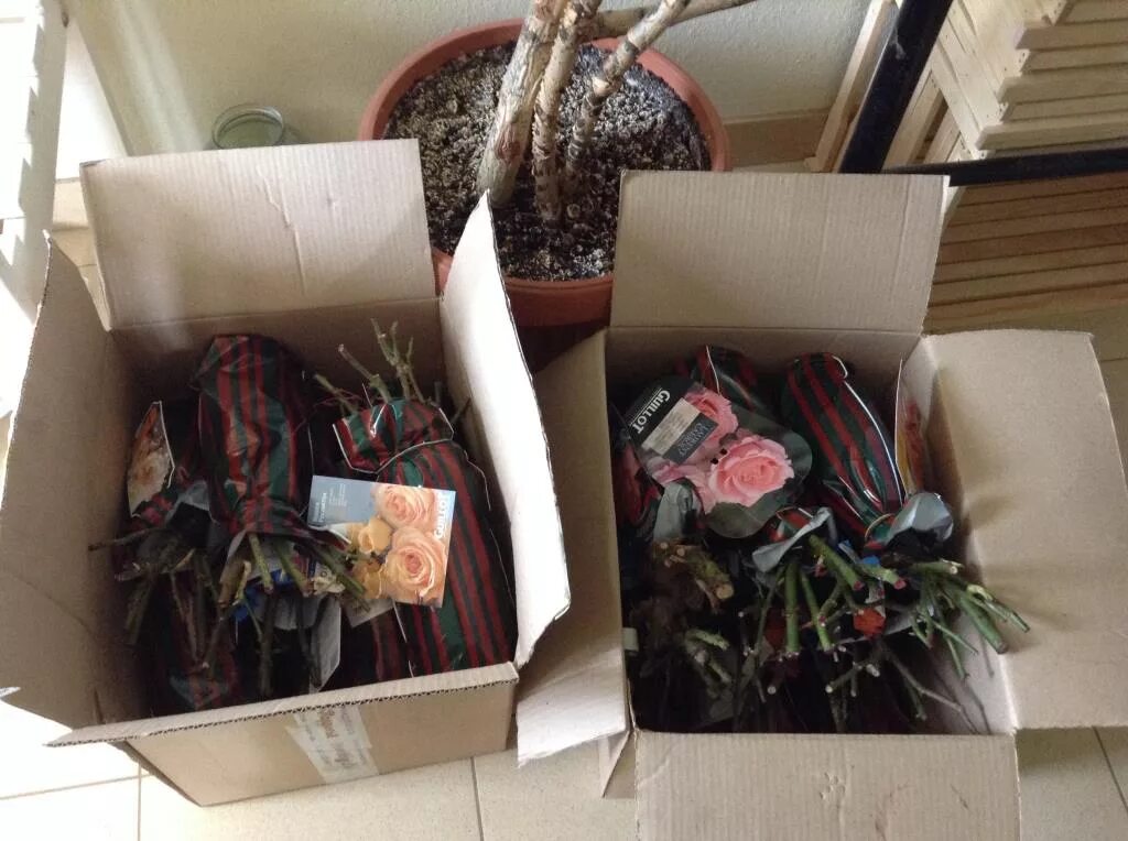 подворье интернет-магазин саженцев каталог 2021. подворье розы. интернет магазин саженцев роз подворье. интернет магазин саженцев роз подворье. магазин подворье на комдива орлова каталог.