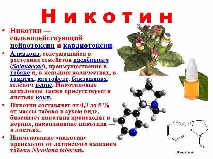 Алкалоид никотин. Никотин содержится в растениях. Растения содержащие алкалоиды. Никотин растение.