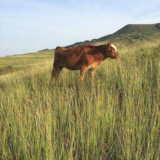 лидеры по поголовью крупного рогатого скота. страны лидеры по производству крупного рогатого скота в мире. рогатый скот страны. поголовье крупного рогатого страны. рогатый скот страны.