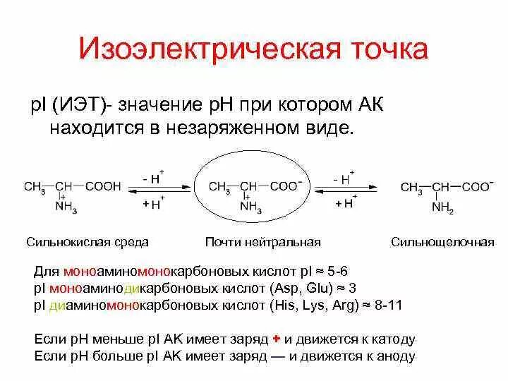 Кислотная точка. ИЭТ аминокислот и PH. ИЭТ пептида. Изоэлектрическая точка глутаминовой кислоты. Изоэлектрическая точка аминокислот формула.