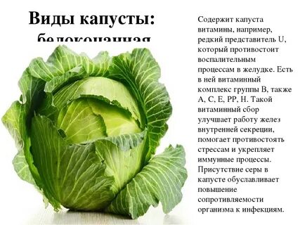 Витамины минералы в капусте
