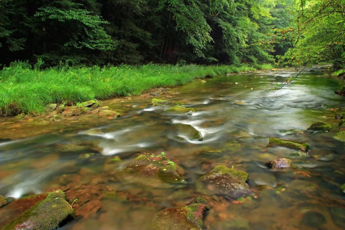 Шум воды ручья. Река баронка. Ручей фото. Ручей в лесу фото. Лесной ручей фото.