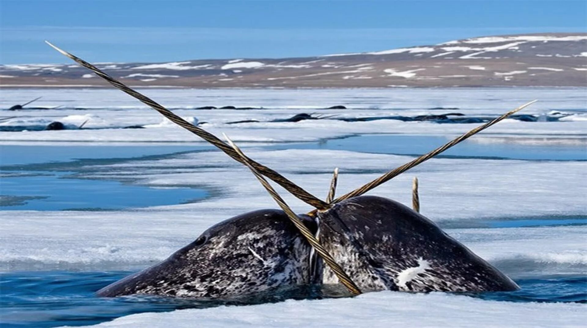 Нарвал морской единорог. Нарвал иначе. Нарвал иначе. Нарвал (единорог) monodon monoceros. Кит нарвал.