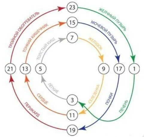 12 Энергетических меридианов человека. Меридианы человека по часам активности органов в течение суток. Меридианы человека схема и направления время активности. Меридианы человека по часам активности схема.