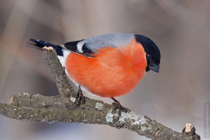 Зимующие птицы синица. Стайка синиц зимой. Птицы башкирии для детей. Сойка в башкирии. Красногрудый снегирь.