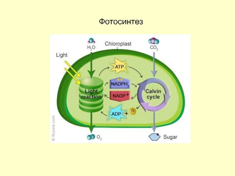 Световая и темновая фаза фотосинтеза цикл Кальвина. Процесс фотосинтеза у растений схема. Цикл Кальвина в фотосинтезе схема ЕГЭ. Фотосинтез это процесс образования. В световую фазу фотосинтеза происходит синтез