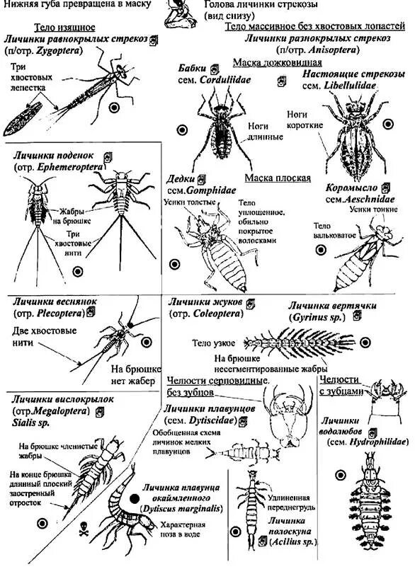 Личинки беспозвоночных таблица. Типы личинок насекомых таблица. Личинки беспозвоночных животных таблица. Типы личинок беспозвоночных.